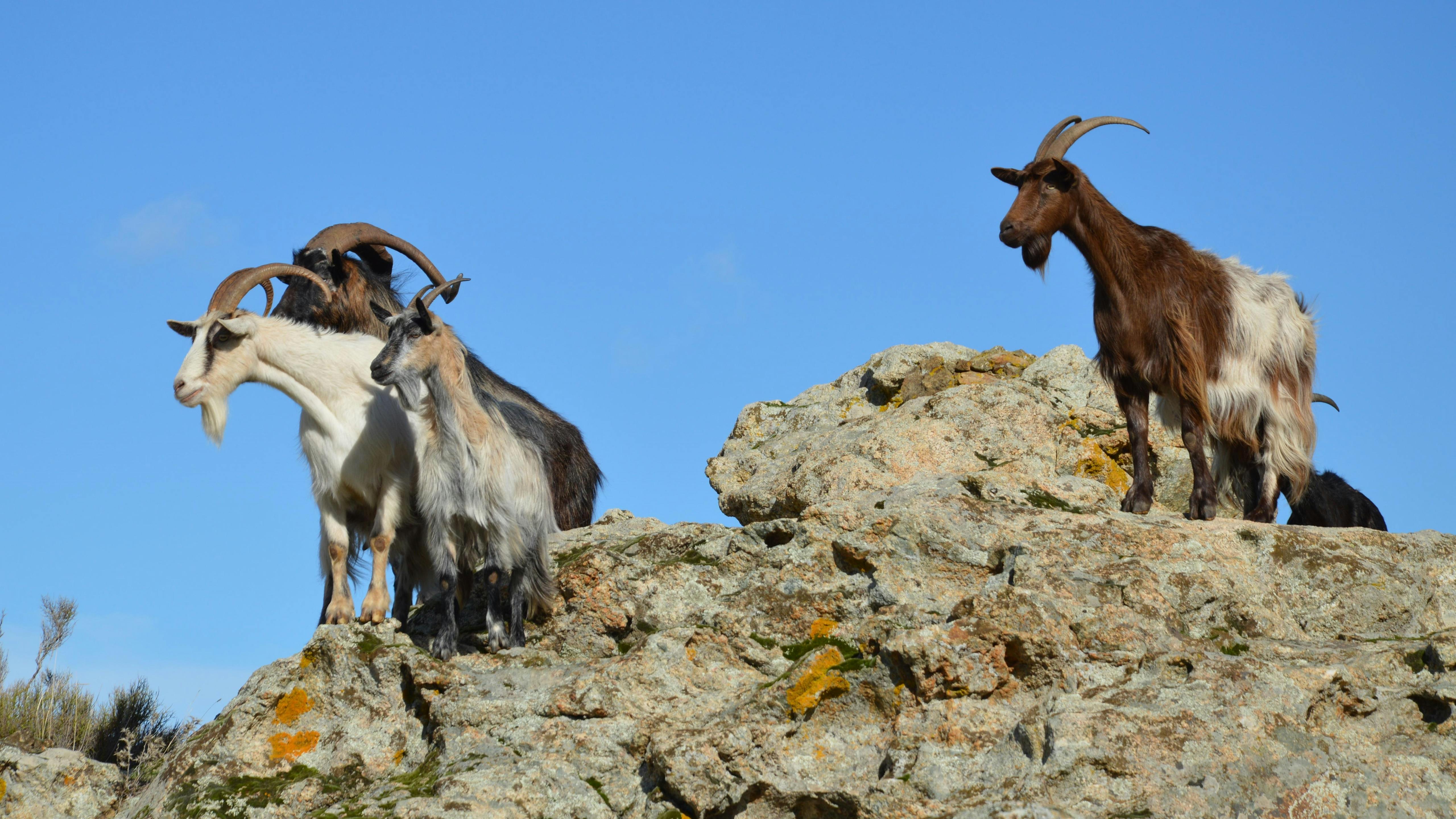 Paardrijden op Corsica
