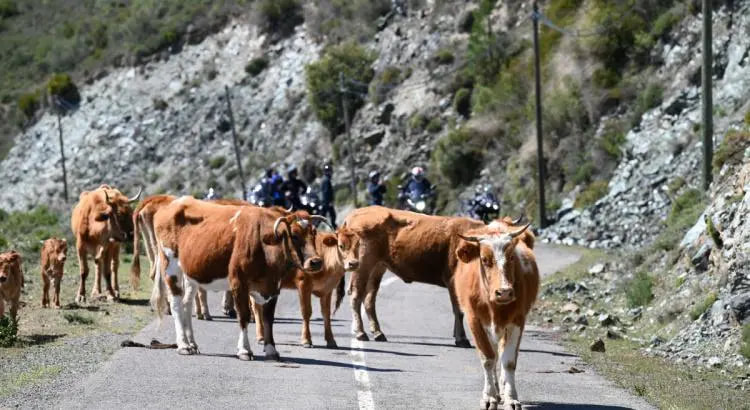 Verkeer op Corsica